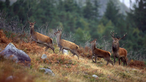 Autumn in Killarney