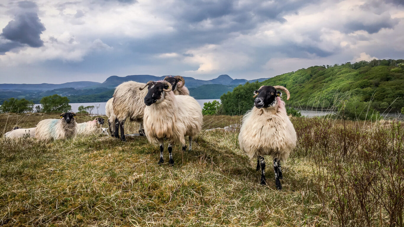 Sheep,With,Wool,And,Horns,On,A,Hill,Near,A